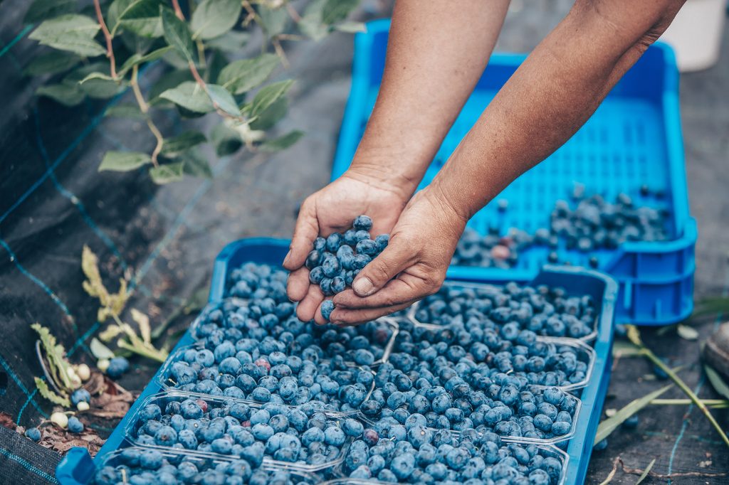digitalizar la gestion agroindustrial
